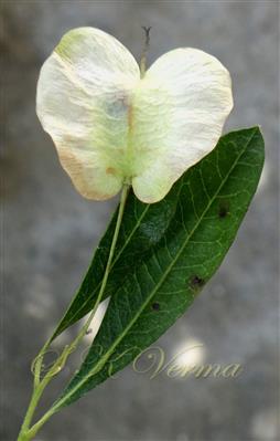   Fruit (Mature)